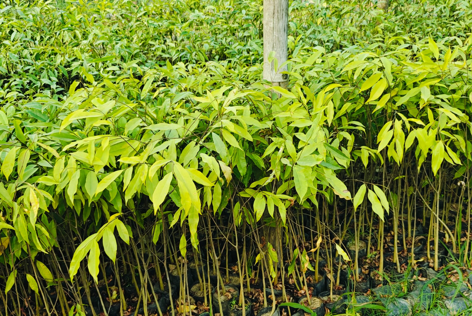 AGARWOOD PLANT